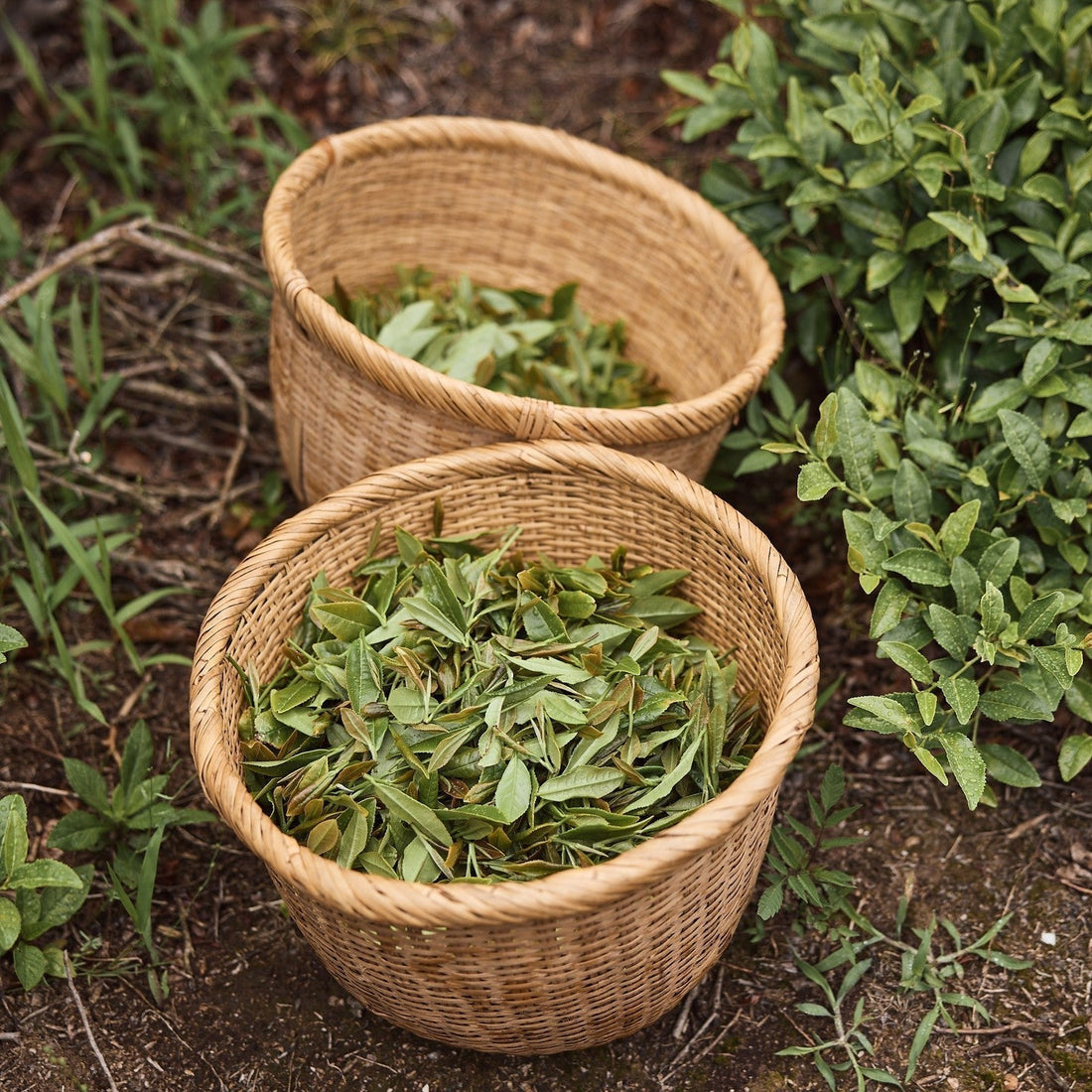 春の茶摘みボランティア募集 — 2026年、最初の一葉を共に。