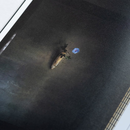 写真集：而今の花